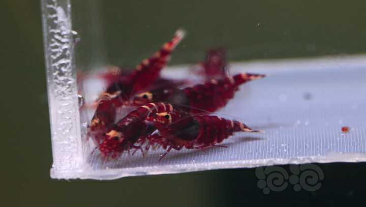 【水晶虾】大热天出一组金属红种虾-图1