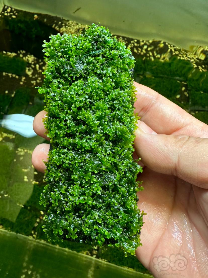 【水草】2023-07-02#RMB拍卖珊瑚moss2片-图1
