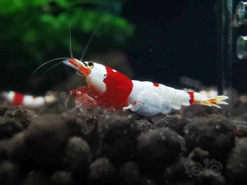【水晶虾】出售新成红白虾4公10母200元-图5
