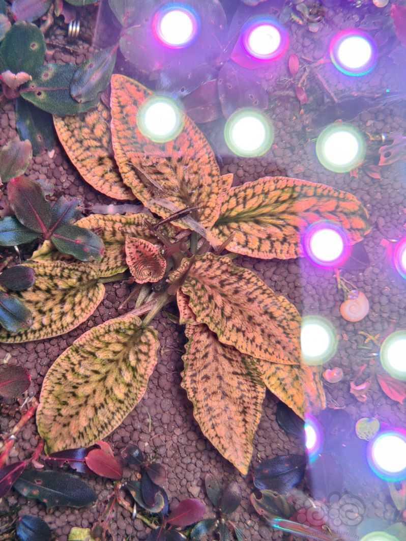 紫艳圣翠种荚-图3