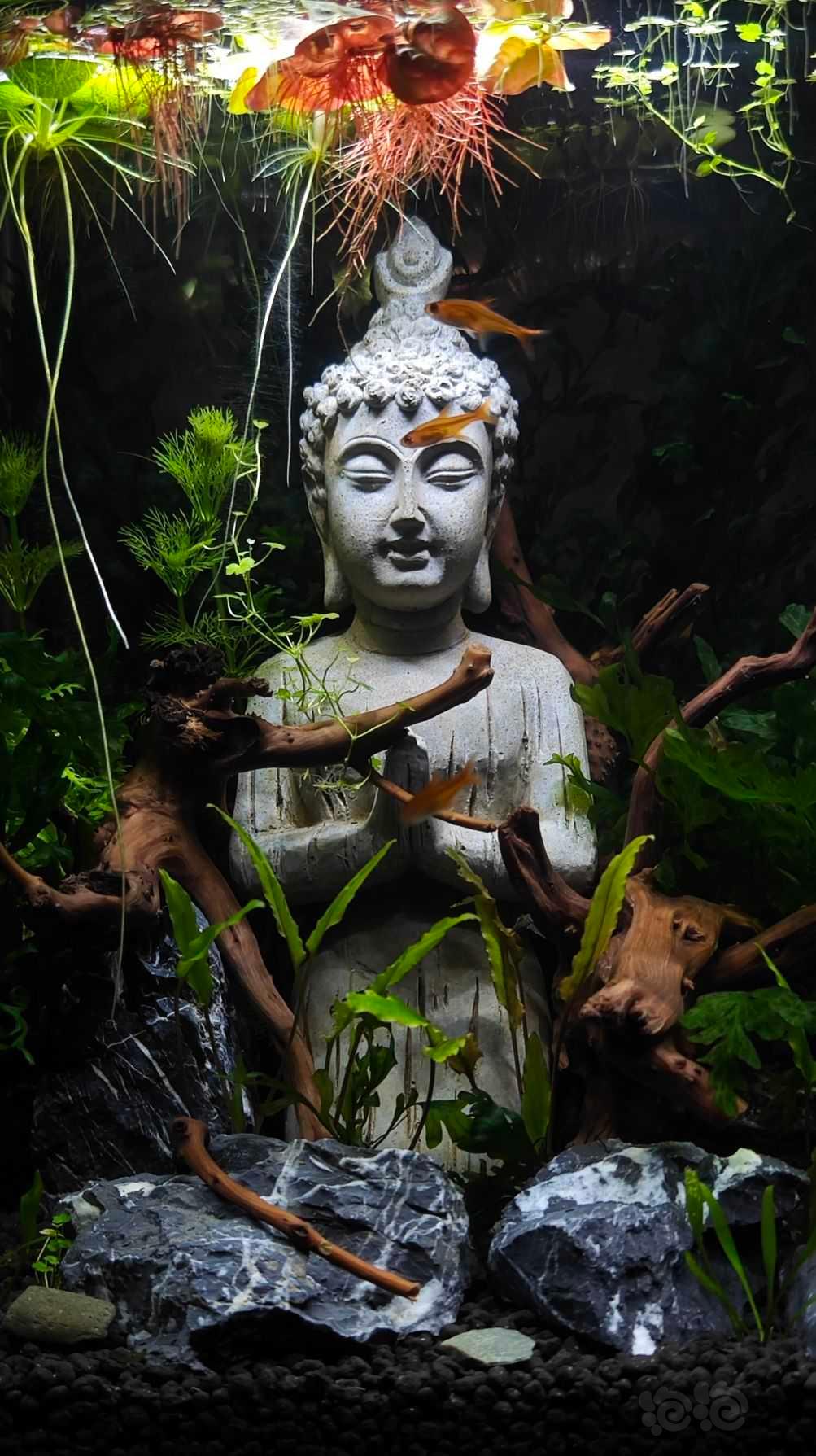 【出售】出售高仿，水泥版，失落的世界buddha statue-图2