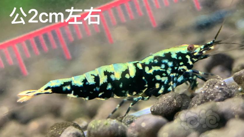 【虾】2023-07-25#RMB拍卖黑银河金属·鱼骨雪花1公1母-图4