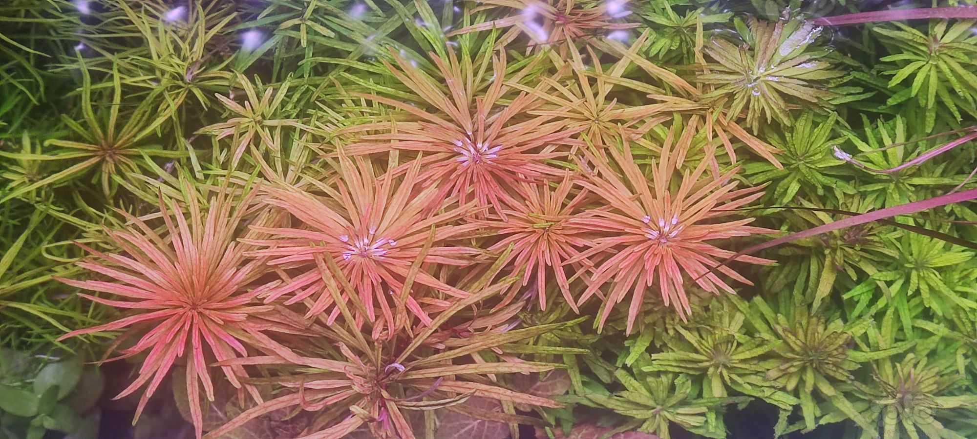 大红箦藻，越南古精-图3