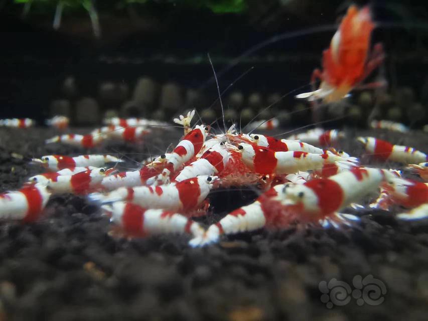 【水晶虾】出红白虾子代-图2