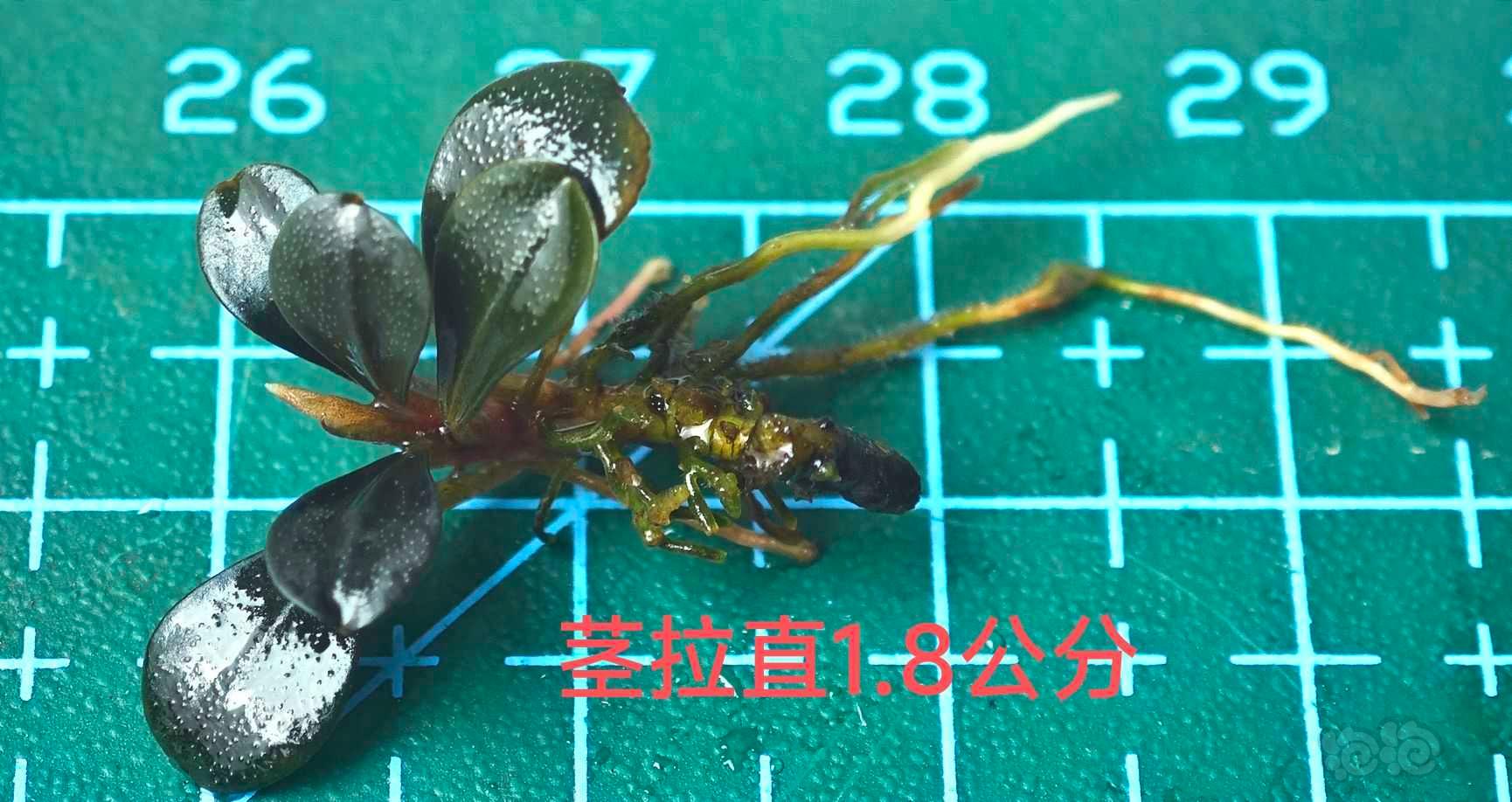 【水草】2023-7-9#RMB拍卖#KN-图3