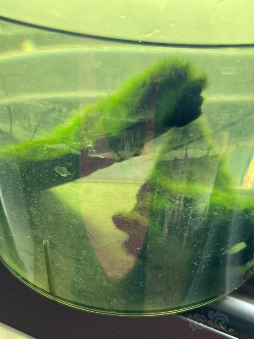 短绒藻 沉木 虾缸 水晶虾 躲避-图5