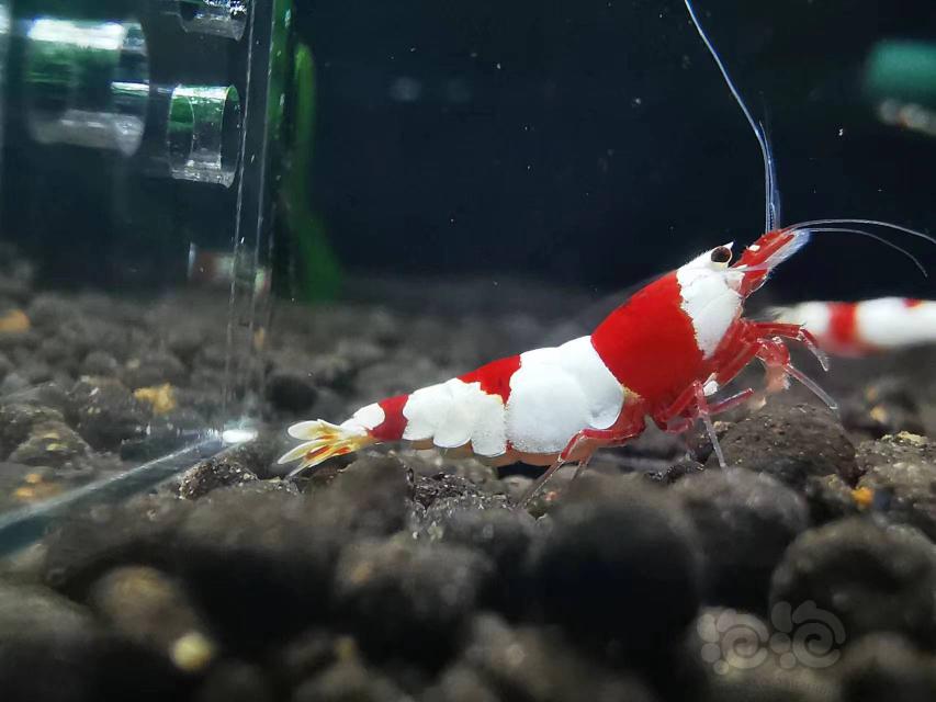 【水晶虾】出售新成红白虾4公10母200元-图7