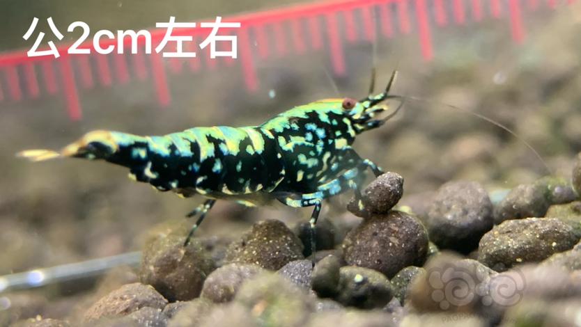 【虾】2023-07-25#RMB拍卖黑银河金属·鱼骨雪花1公1母-图3