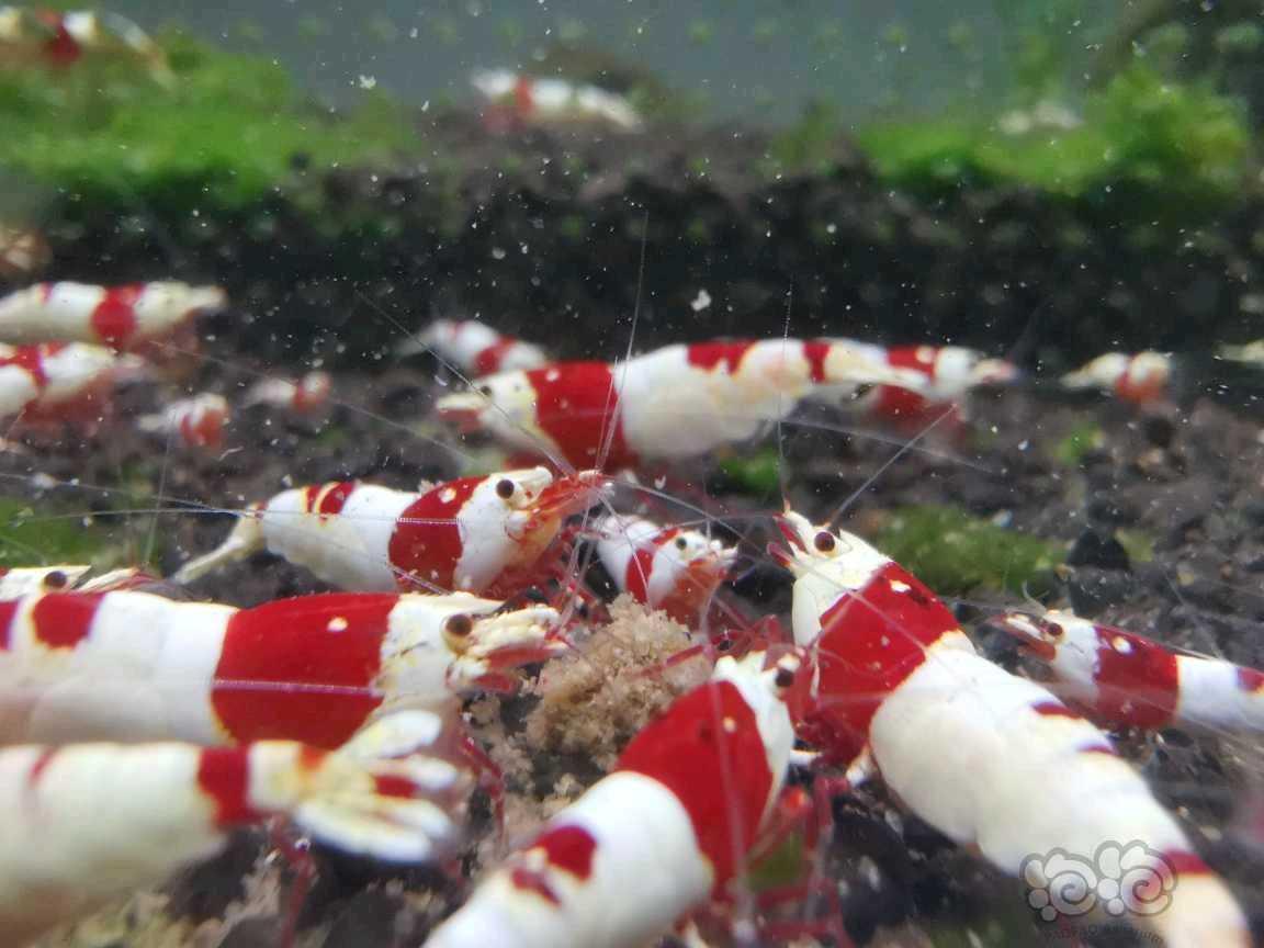 【水晶虾】出新成红脚厚甲系统繁殖组四母一公-图2