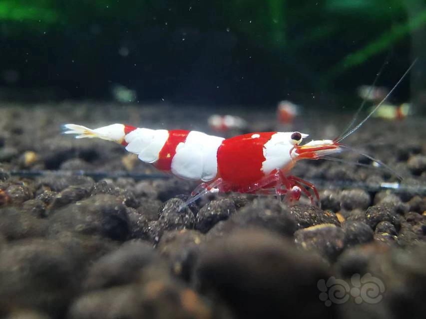 【水晶虾】出售红白虾4公10母 品质如图300元-图1