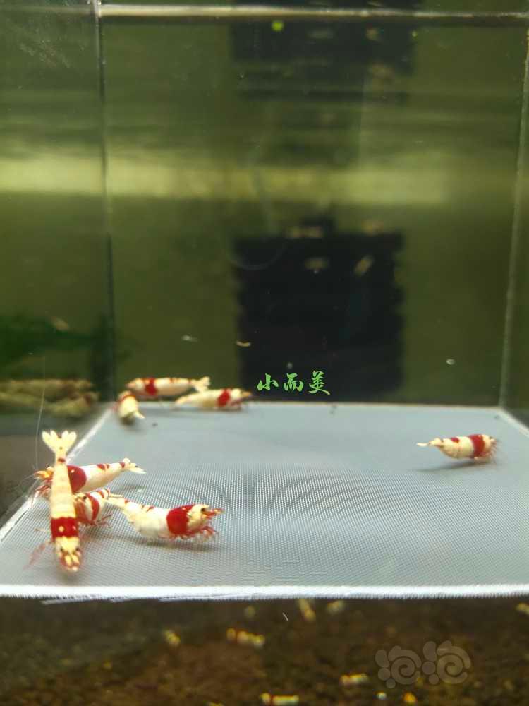 【水晶虾】出水晶虾-图4