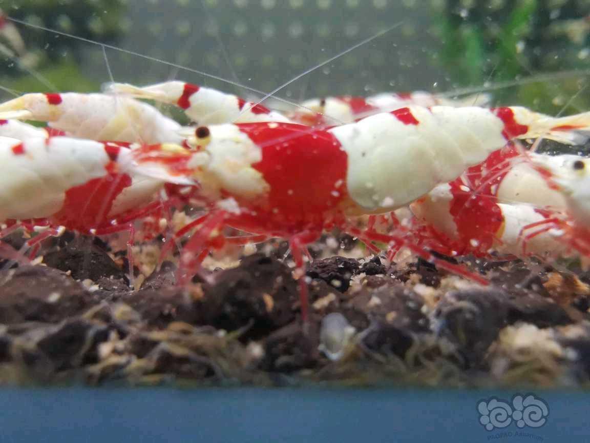 【水晶虾】出新成红脚厚甲系统繁殖组四母一公-图1