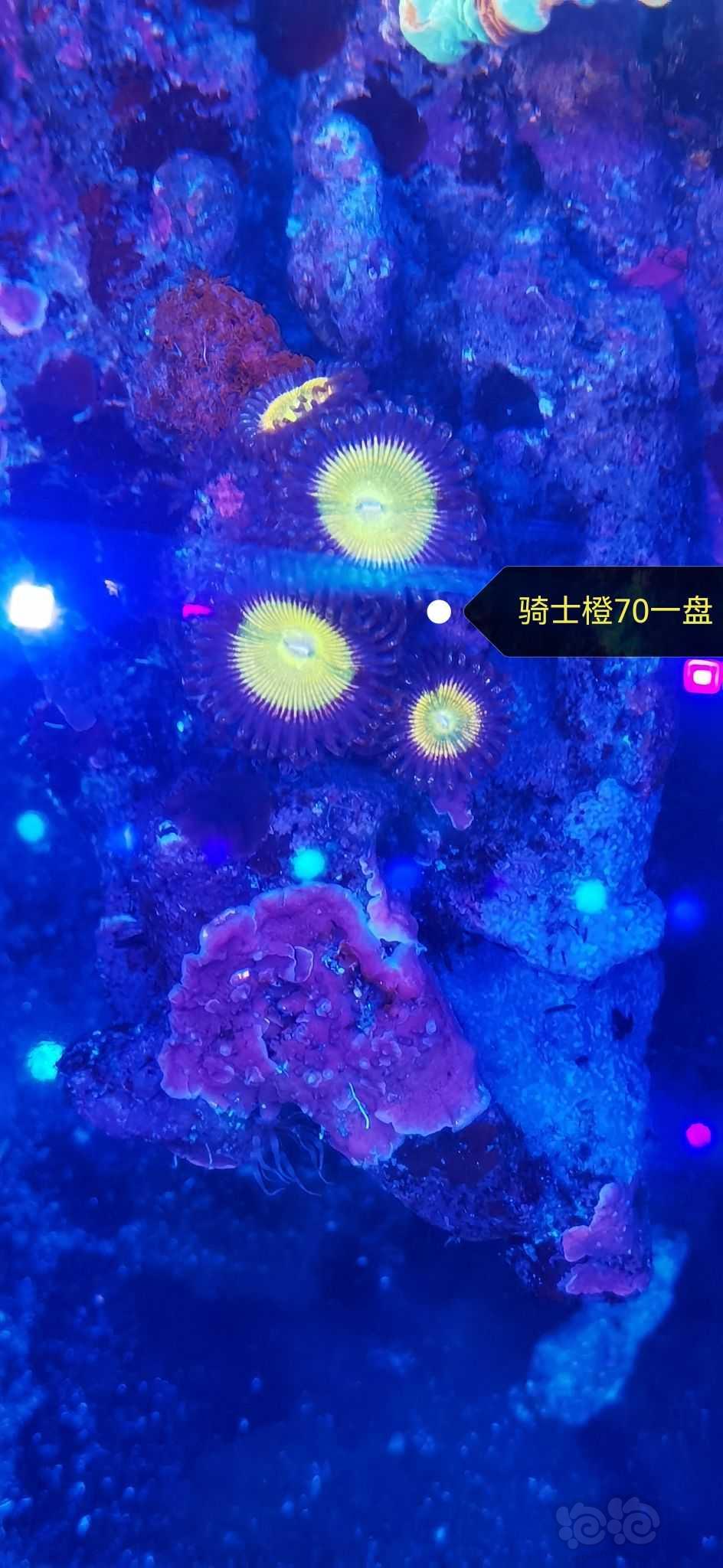 【出售】海淀西北旺出珊瑚纽扣 微孔 圣诞树-图16