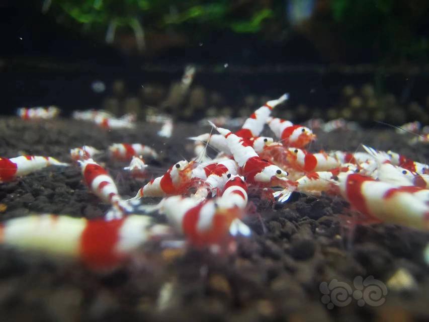 【水晶虾】出红白虾子代-图1