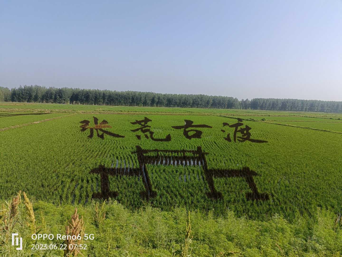 今年的稻田画，不一样的风景，没事冒个泡-图2