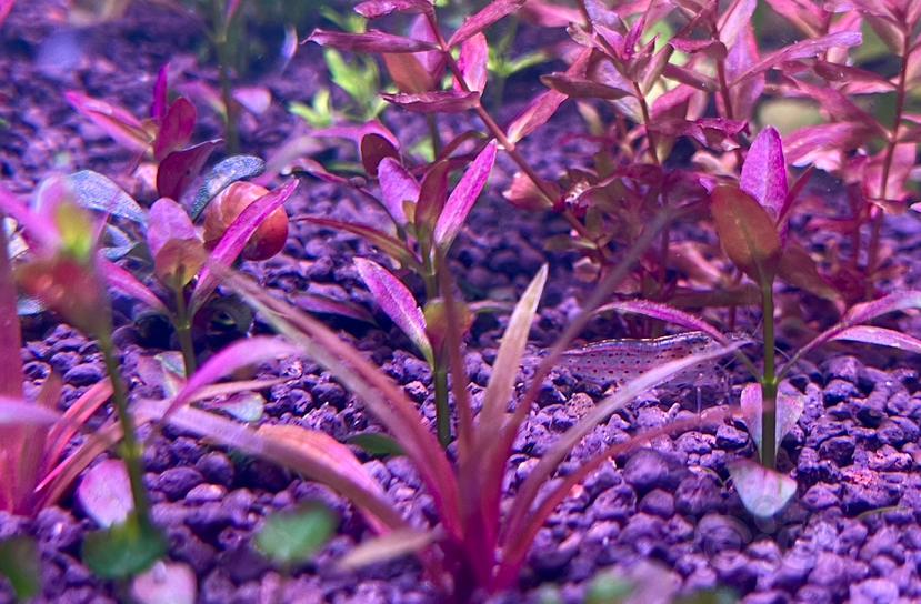 打包4颗紫夕烧，水下叶，茎3厘米以上-图1