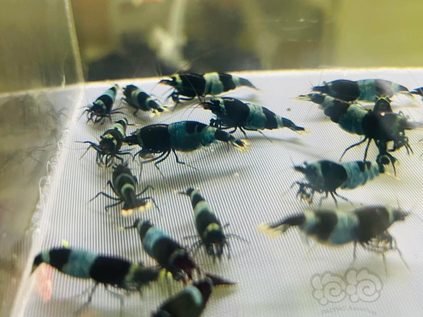【水晶虾】出蓝化黑金刚母虾40只380元-图2