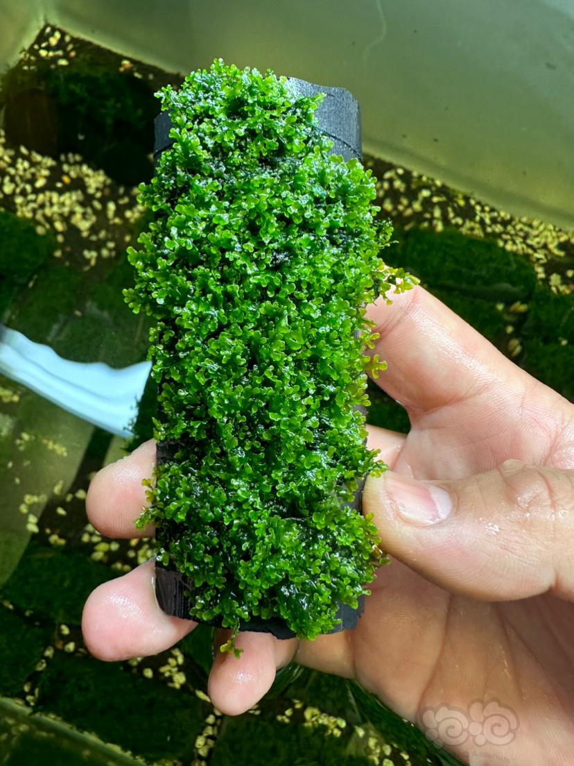 【水草】2023-07-02#RMB拍卖珊瑚moss2片-图4
