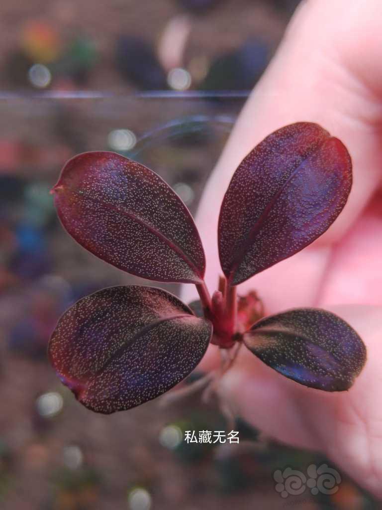 【水草】2023-07-3#RMB拍卖# 辣椒榕一颗，质感一流-图2