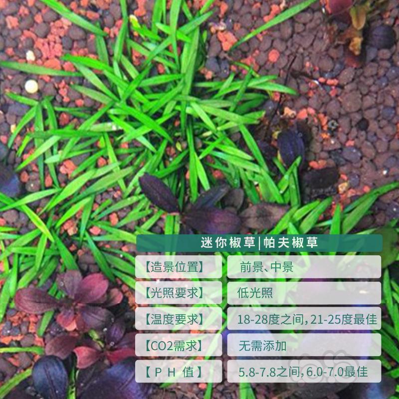 【水草】迷你椒草  帕夫椒草100%水下叶  根系发达-图2