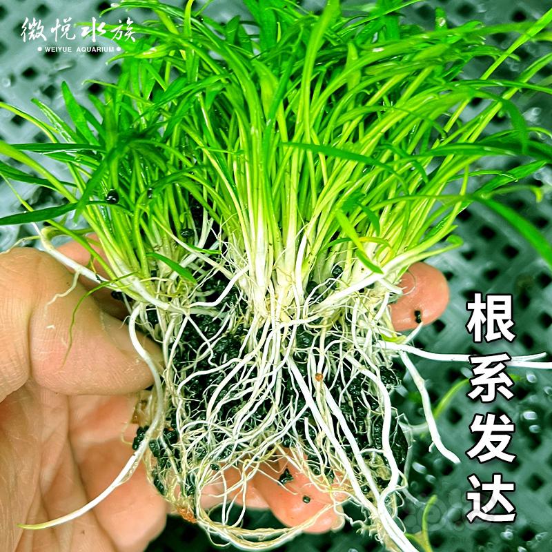 【水草】迷你椒草  帕夫椒草100%水下叶  根系发达-图3