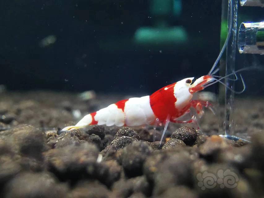 【水晶虾】出售新成红白虾4公10母200元-图2