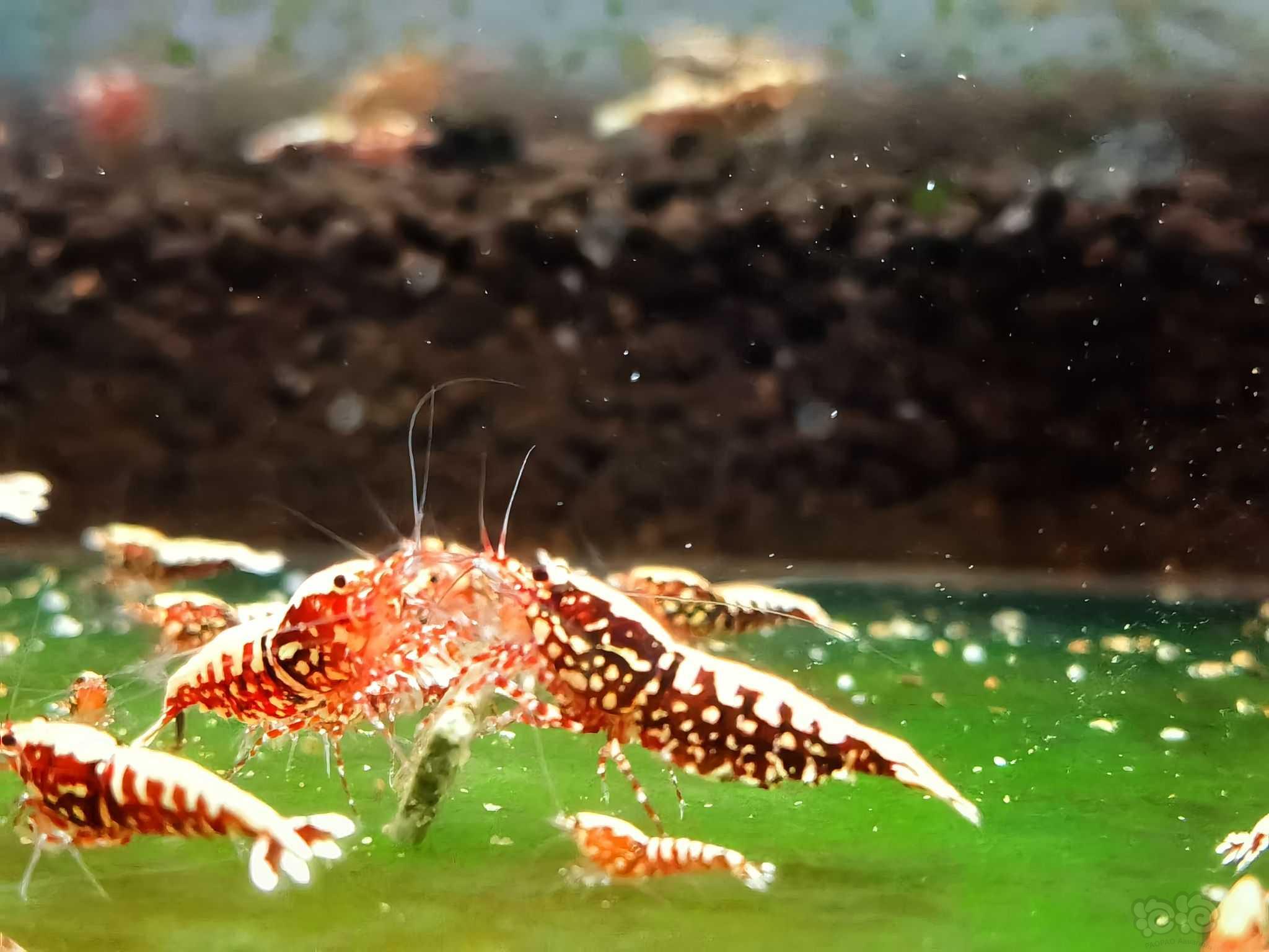 【水晶虾】出精品红银河星钻水晶虾-图6