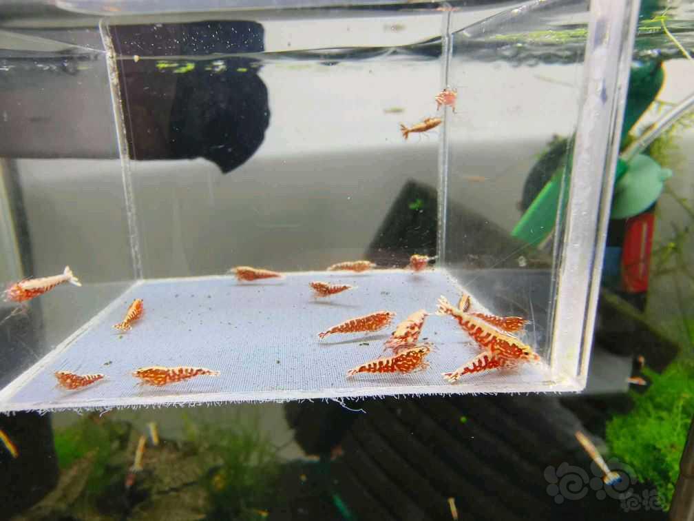 【水晶虾】出售红银河雪花苗-图3
