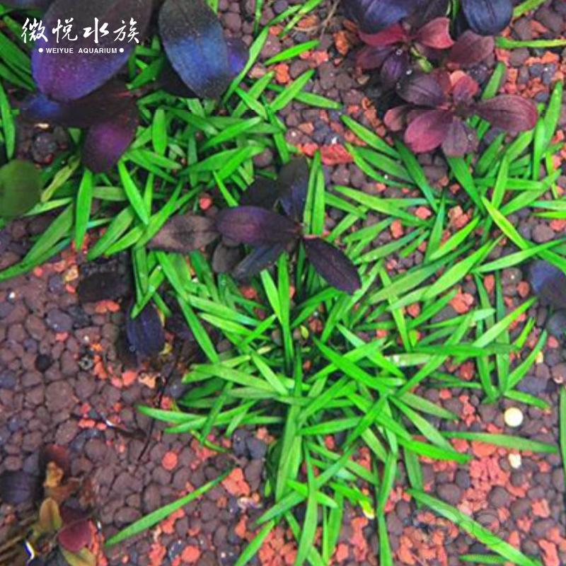 【水草】迷你椒草  帕夫椒草100%水下叶  根系发达-图5