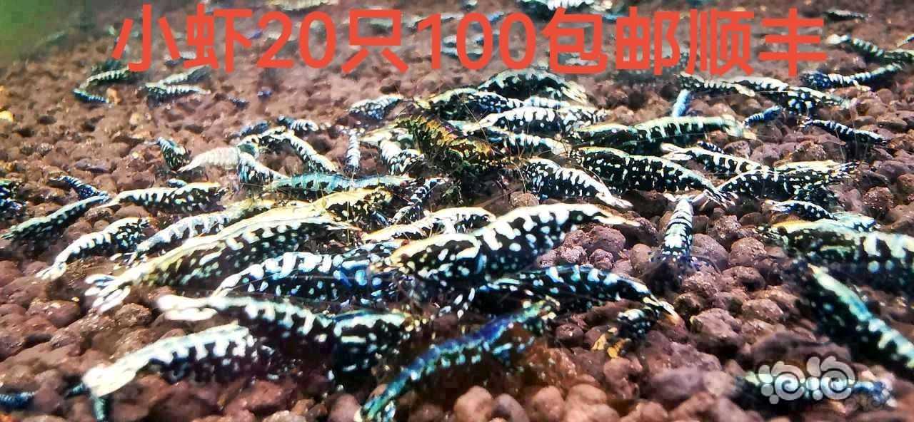 【水晶虾】出售水晶虾-图1