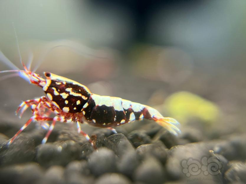 红银河水晶虾-图8