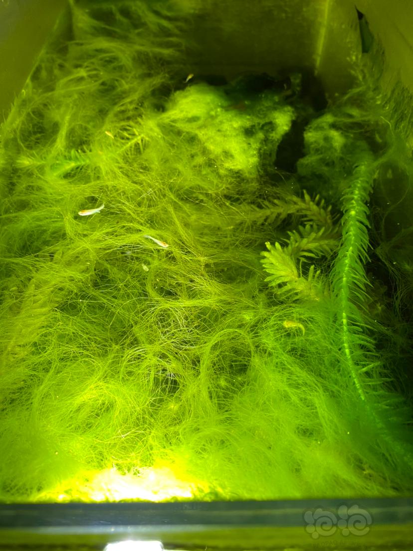藻缸-图3