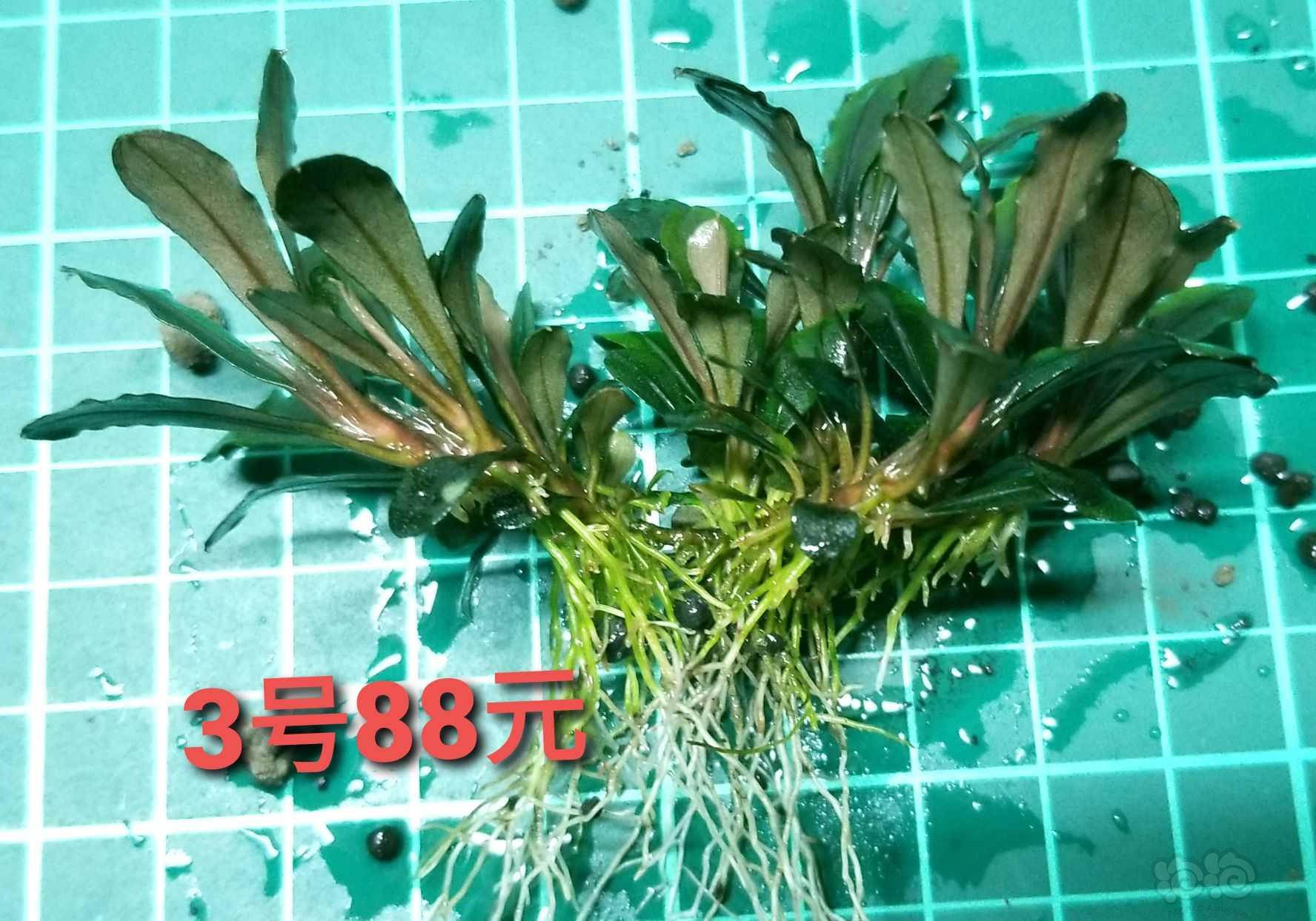 【出售】出细叶铁、辣椒榕、水上椒草-图10