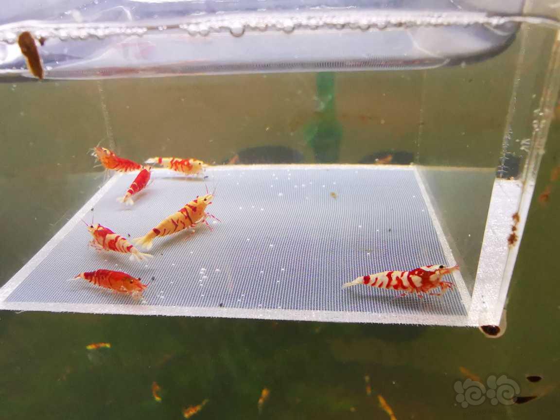 【虾】2023-8-11#RMB拍卖太极红花虎七只-图5