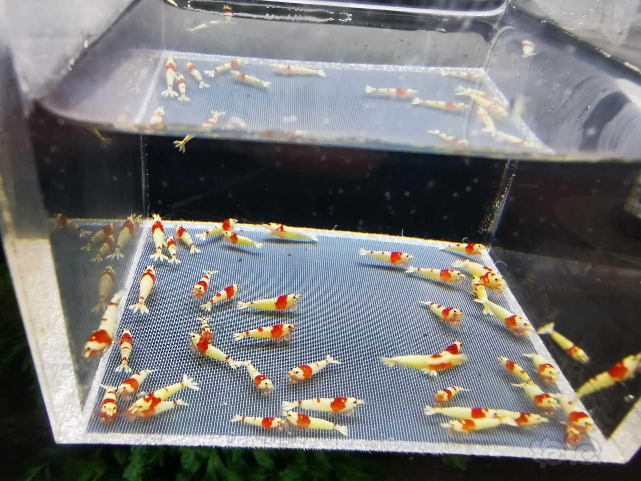 【虾】2023-08-12#RMB拍卖红白一份50只-图3