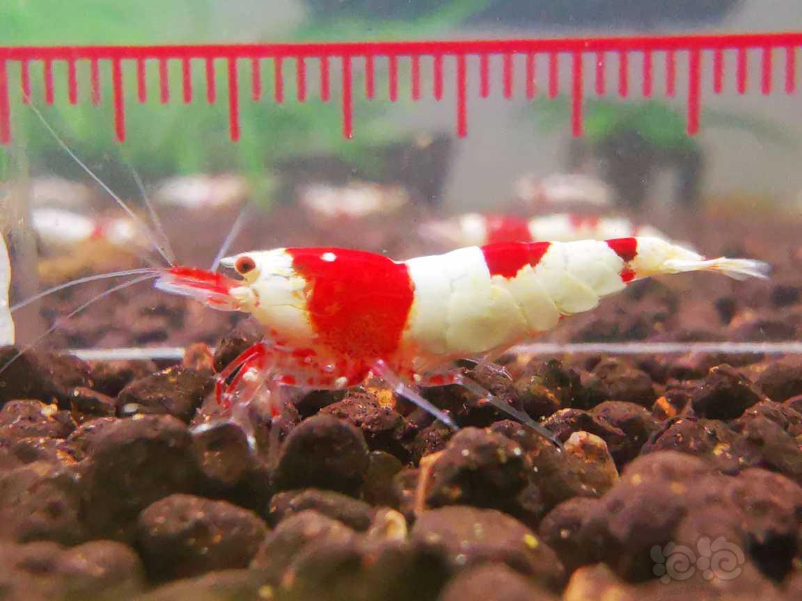 【虾】2023-8-22#RMB拍卖厚甲红脚系统红白一对-图6