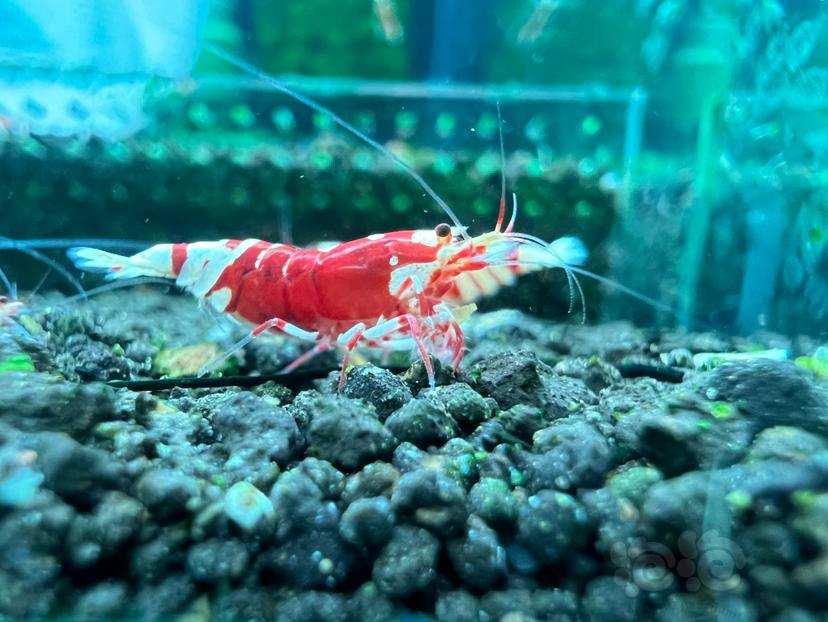 【虾】2023-08-04#RMB拍卖红花虎母虾一份6只-图2