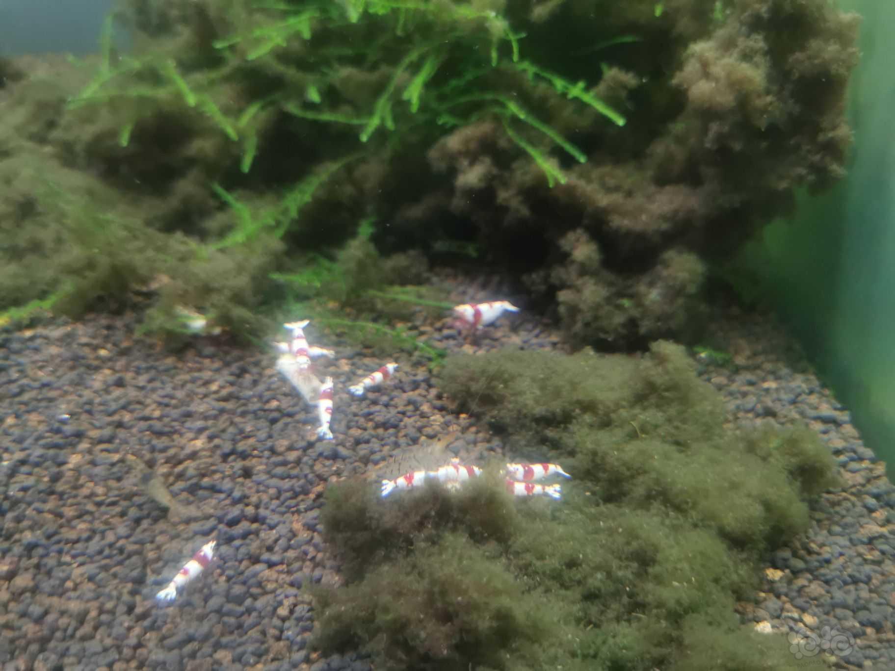 自己繁殖的水晶虾-图1