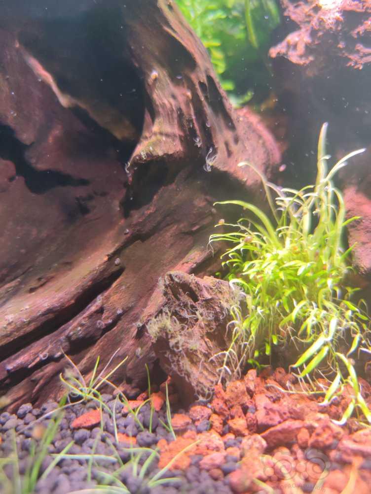 养虾用增氧泵后会容易长藻吗？-图2