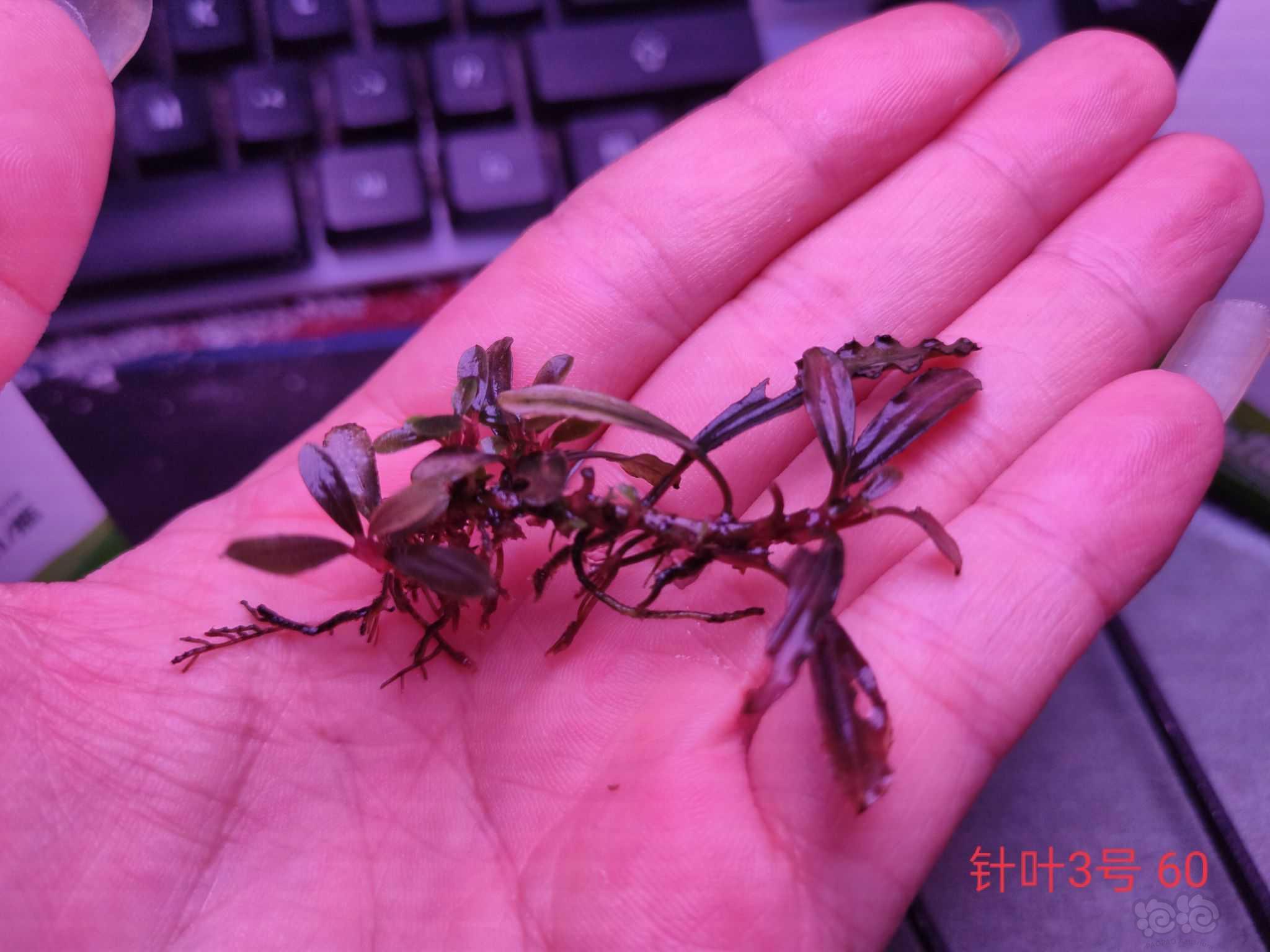 【出售】福利出辣椒榕，针叶，迷你叶，极品发色的布朗尼-图5