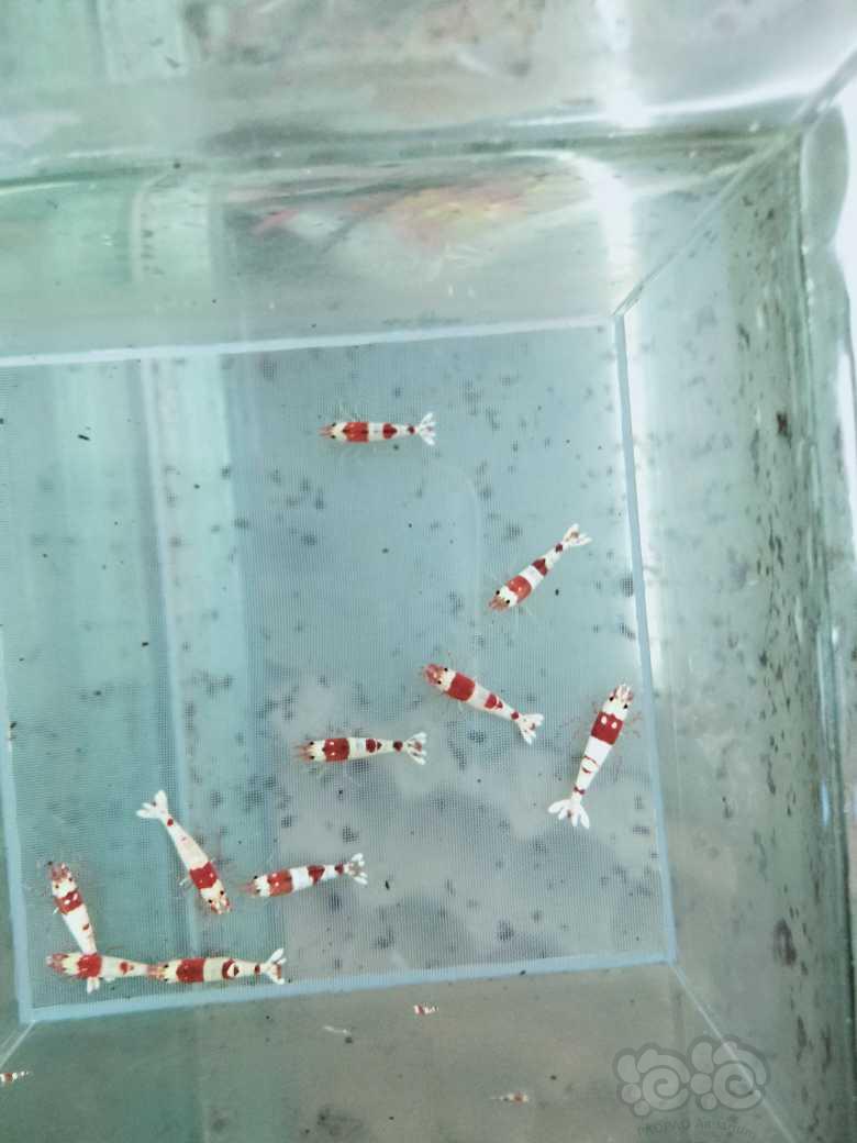 【虾】2023-8-24#RMB拍卖新成纯血红白10只-图1