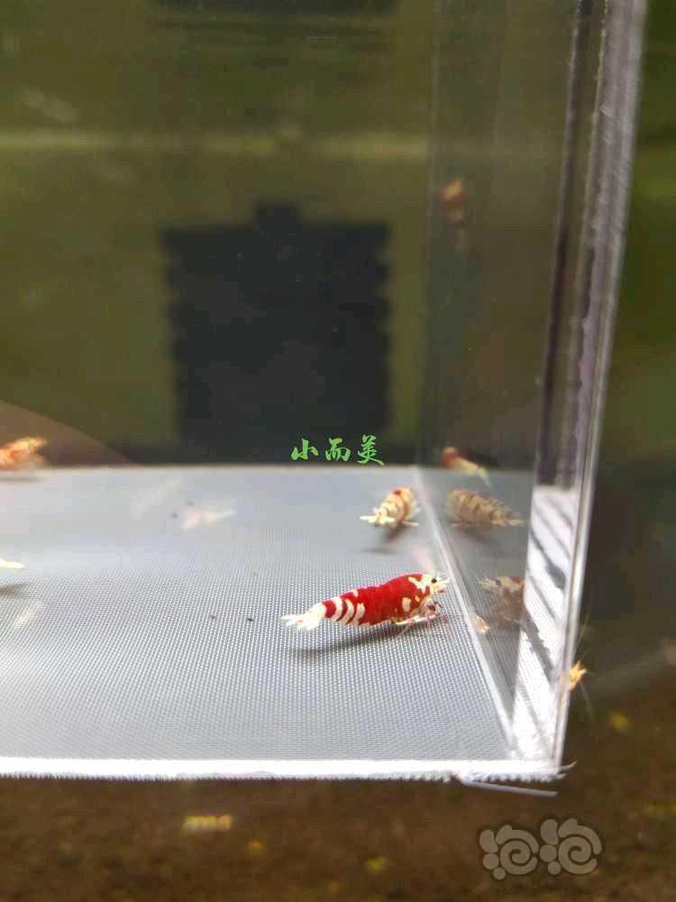 【水晶虾】出虾苗-图8