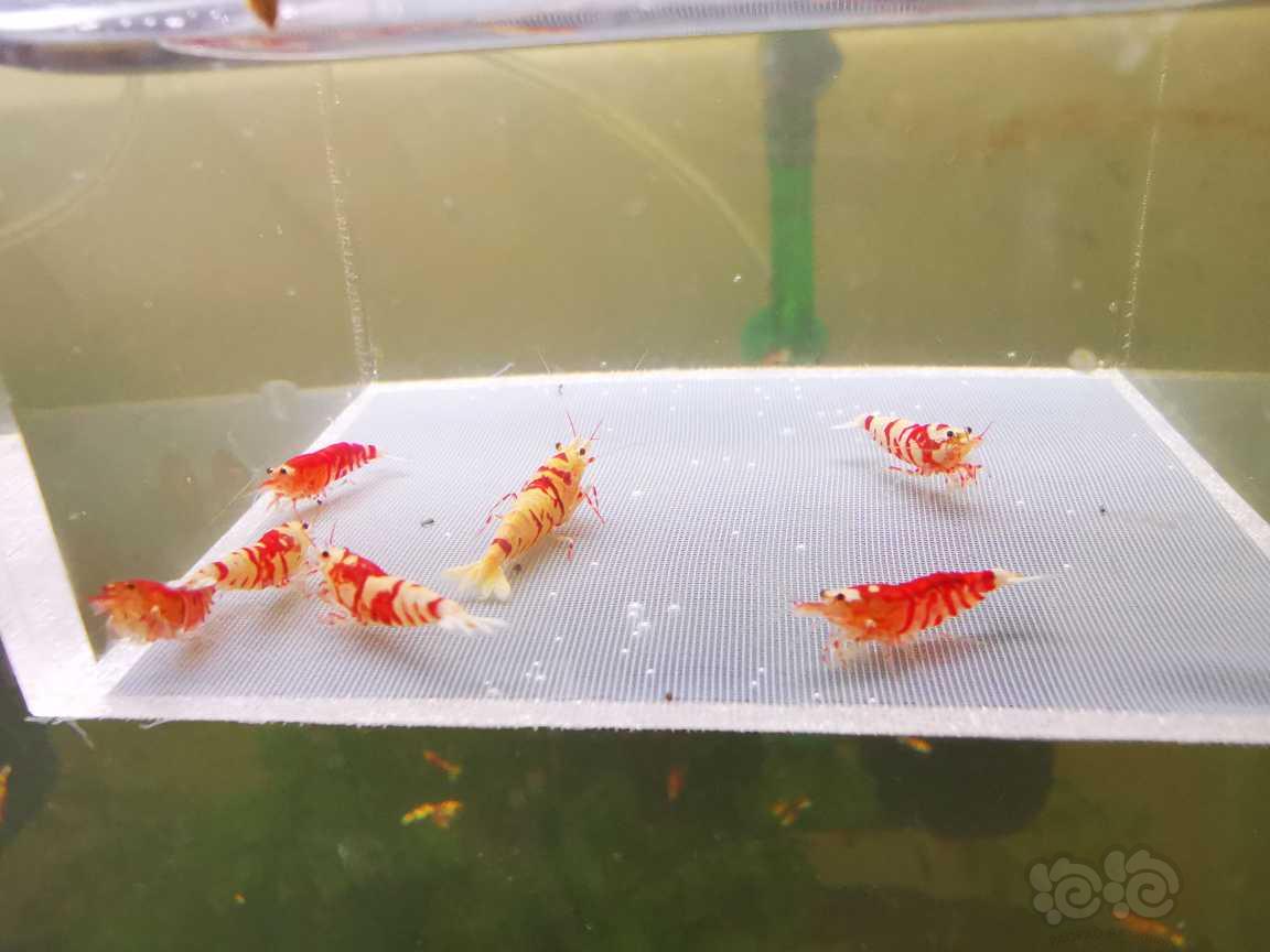 【虾】2023-8-11#RMB拍卖太极红花虎七只-图3