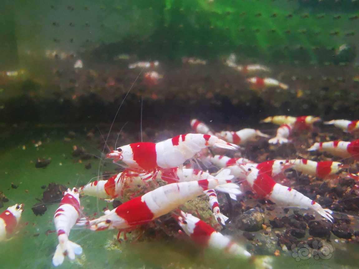 【水晶虾】出红脚系统红白繁殖组-图1
