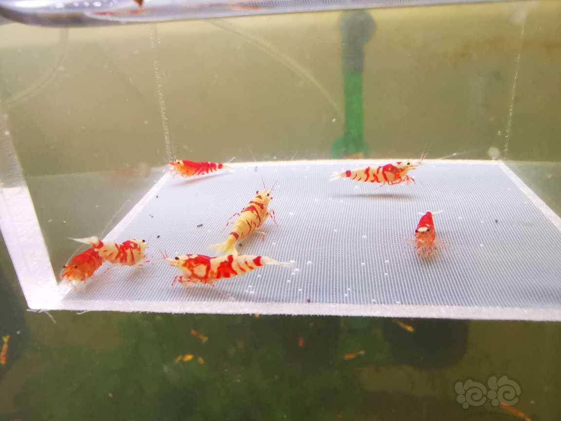 【虾】2023-8-11#RMB拍卖太极红花虎七只-图2