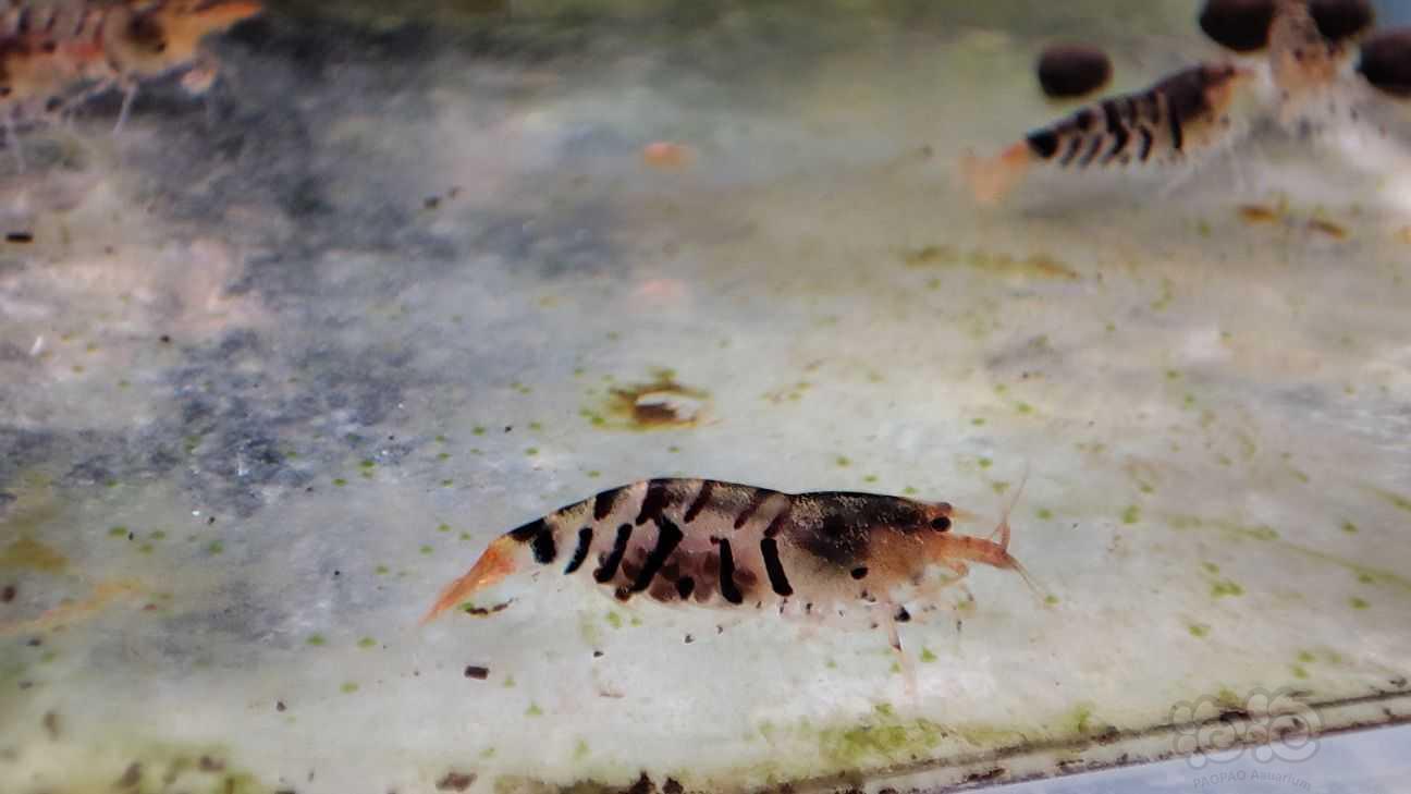 虎纹虾-图6