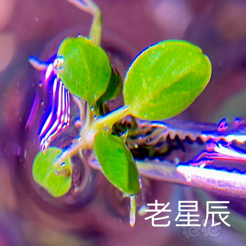 【辣椒榕】组合（15个品种：集邮梦）-图7