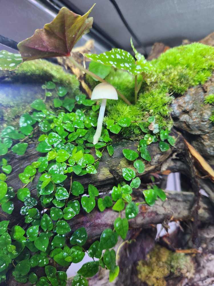 【雨林】雨林缸野生蘑菇-图1