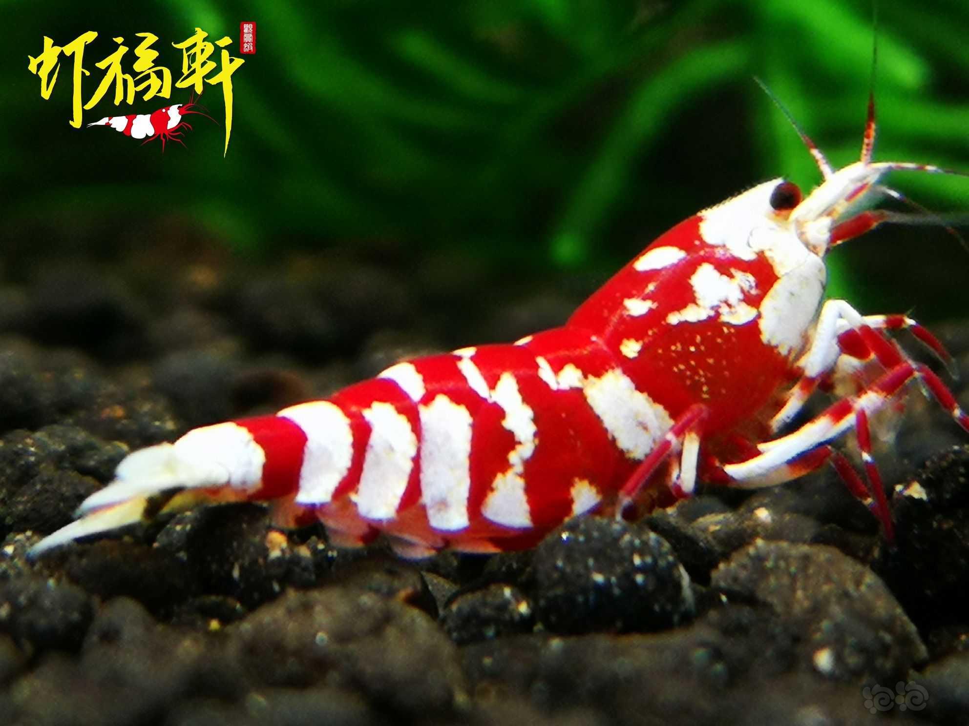 【虾】2023-08-10#RMB拍卖#优质红花虎2只-图1