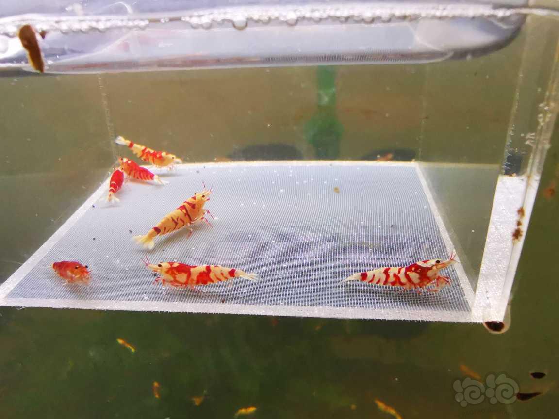 【虾】2023-8-11#RMB拍卖太极红花虎七只-图4